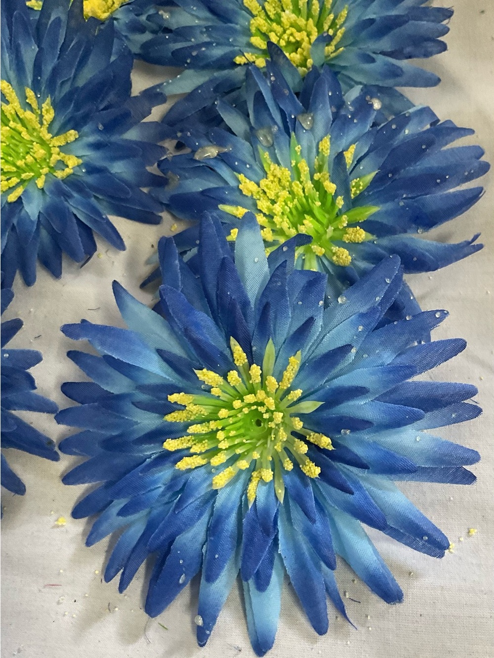 5” Daisy Shades of Royal Blue with Bright Yellow Centers.